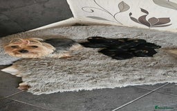 Yorkshire Terrier dogs for sale: 7 miniature Yorkshire terrier puppies - Image 1