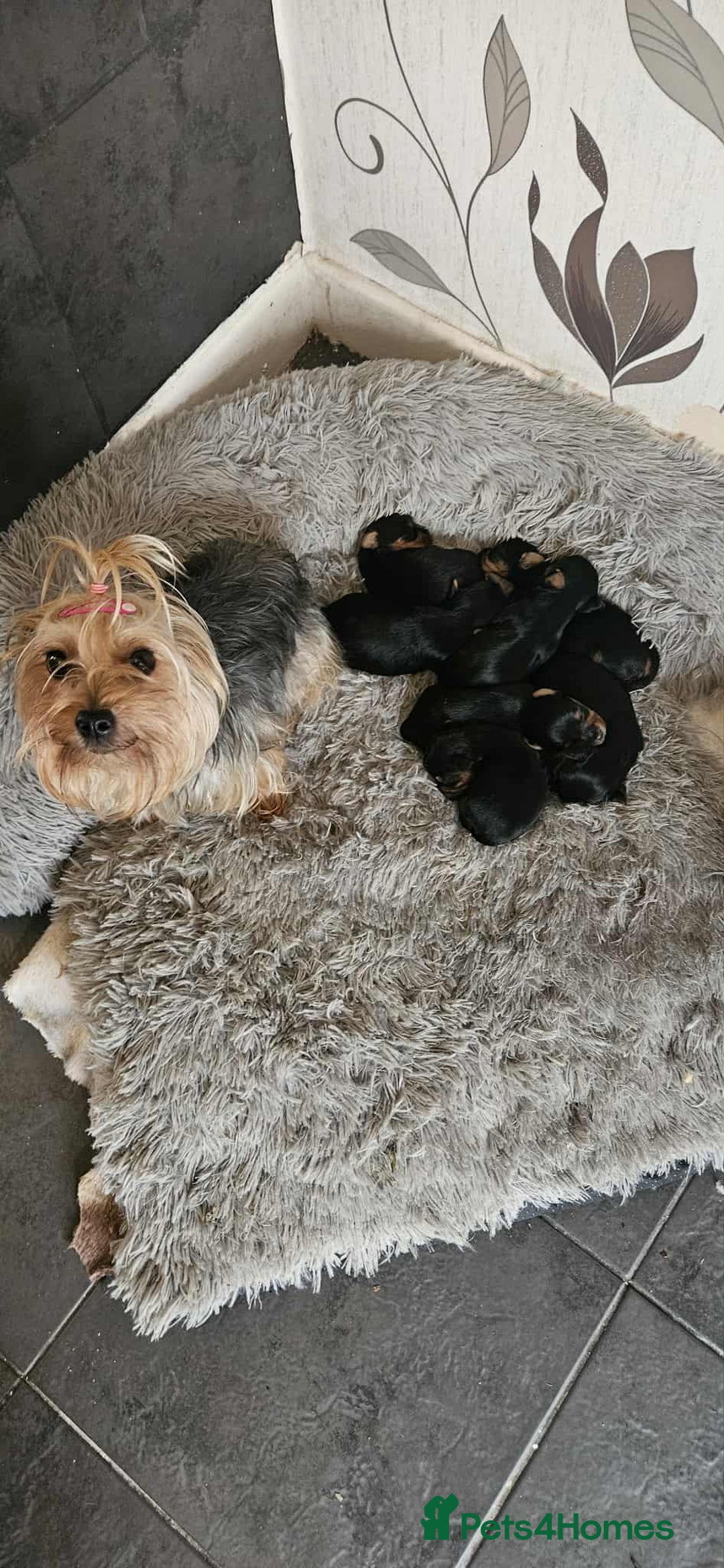Yorkshire Terrier dogs for sale: 7 miniature Yorkshire terrier puppies - Image 1