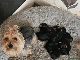 Yorkshire Terrier dogs - Advert 18