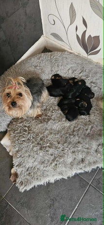 Yorkshire Terrier dogs - Advert 14