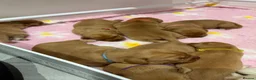 Labrador Retriever dogs for sale: Health Tested Labrador Puppies For Sale  - Advert 4