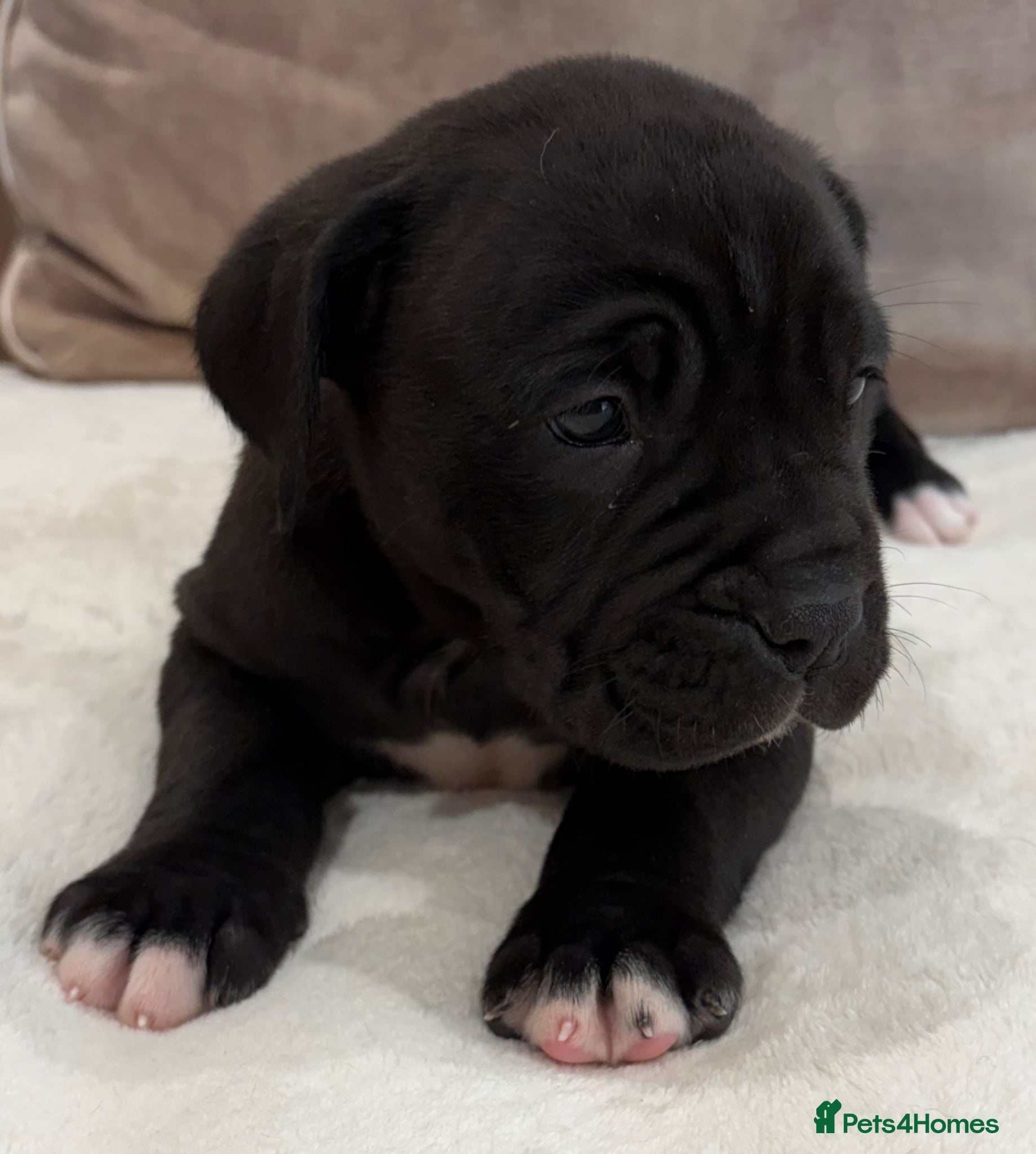 Cane Corso dogs Beautiful pure bred cane corso pups.1 girl remain - Advert 1