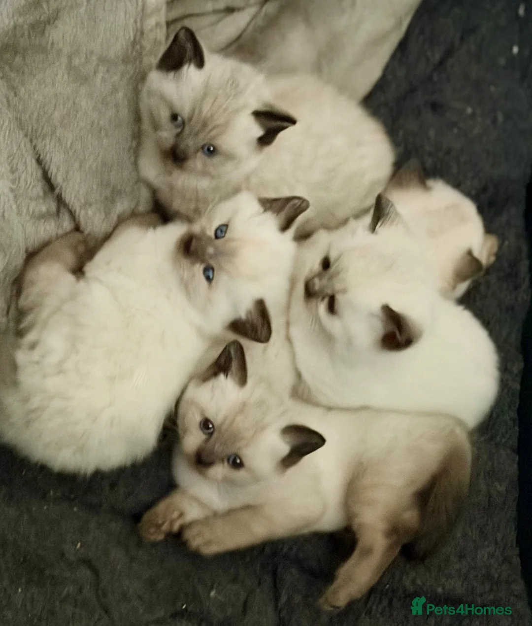 British Shorthair cats for sale: Beautiful British shorthair kittens - Advert 2