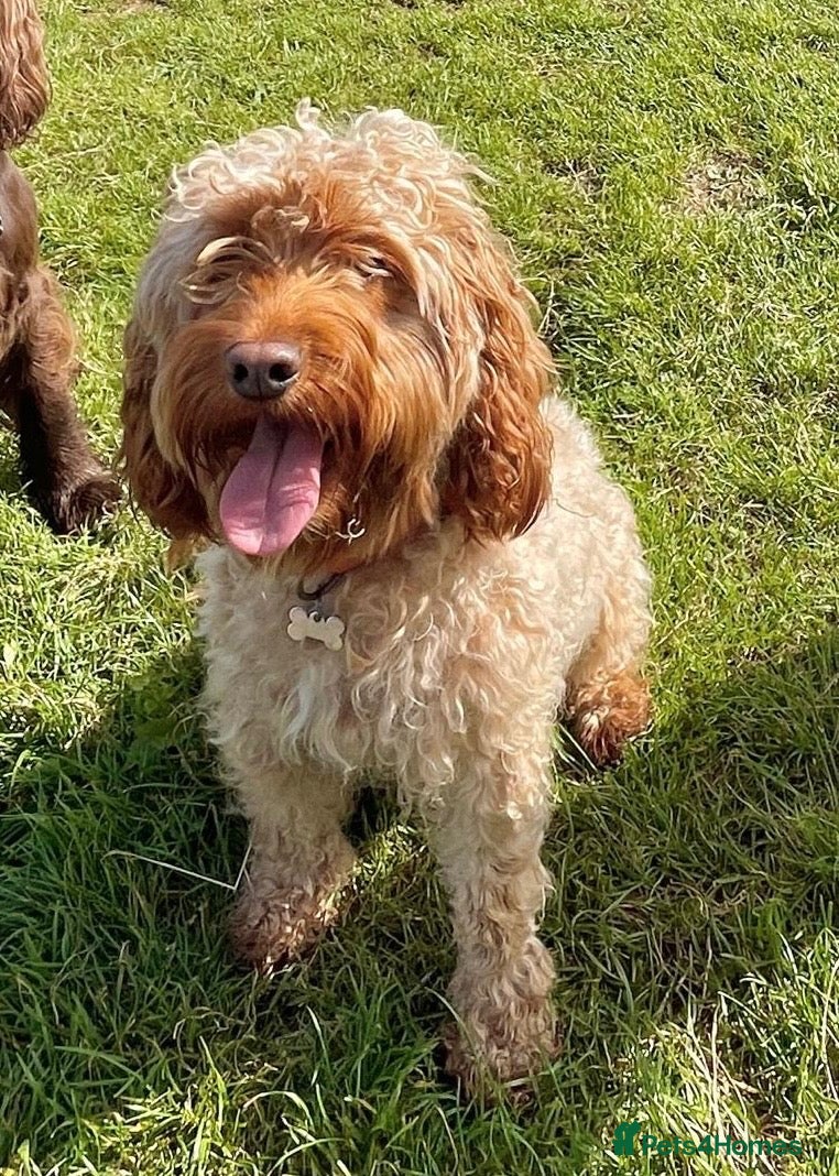 Cockapoo dogs Cockapoo pups for sale - Advert 1