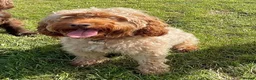 Cockapoo dogs for sale: Cockapoo pups for sale - Advert 1