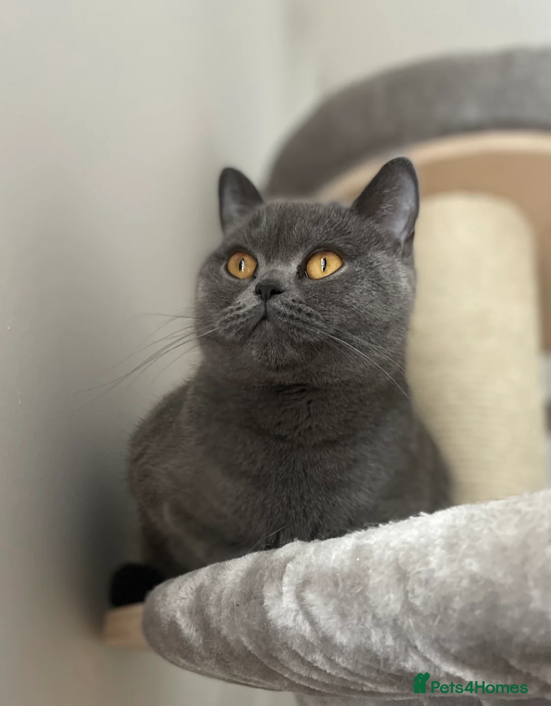 British Shorthair cats for sale: Female blue British shorthair neutered  - Advert 2