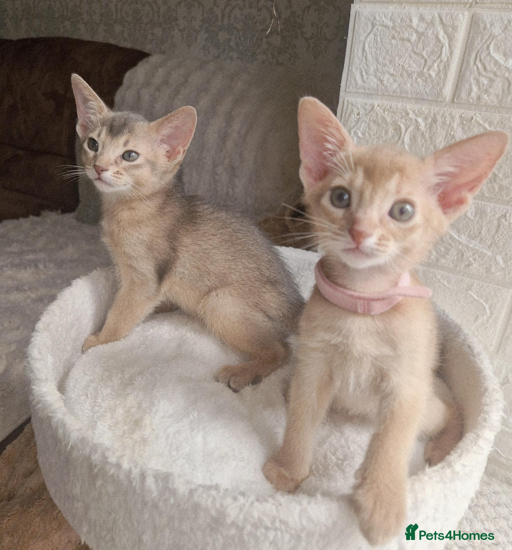 Abyssinian cats Beautiful Abyssinian Kittens  - Advert 2