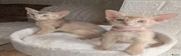 Abyssinian cats for sale: Beautiful Abyssinian Kittens  - Advert 16
