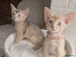 Abyssinian cats Beautiful Abyssinian Kittens - Advert 2