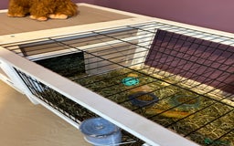 Mini Lop rabbits for sale: Mini Lop male brothers  - Image 5