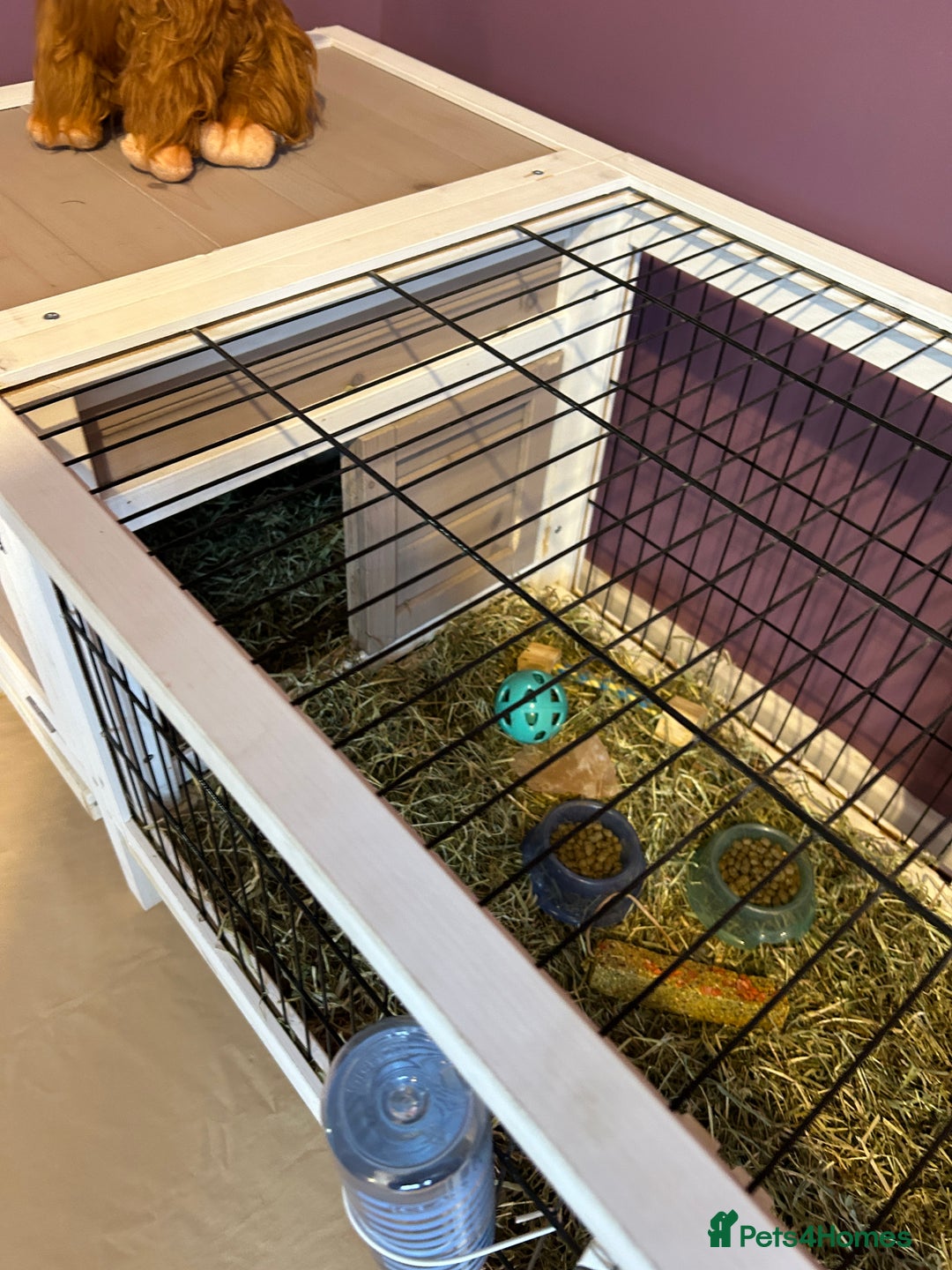 Mini Lop rabbits for sale: Mini Lop male brothers  - Image 5
