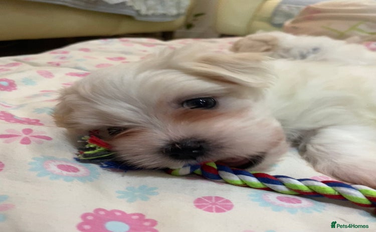 Maltese dogs - Advert 2