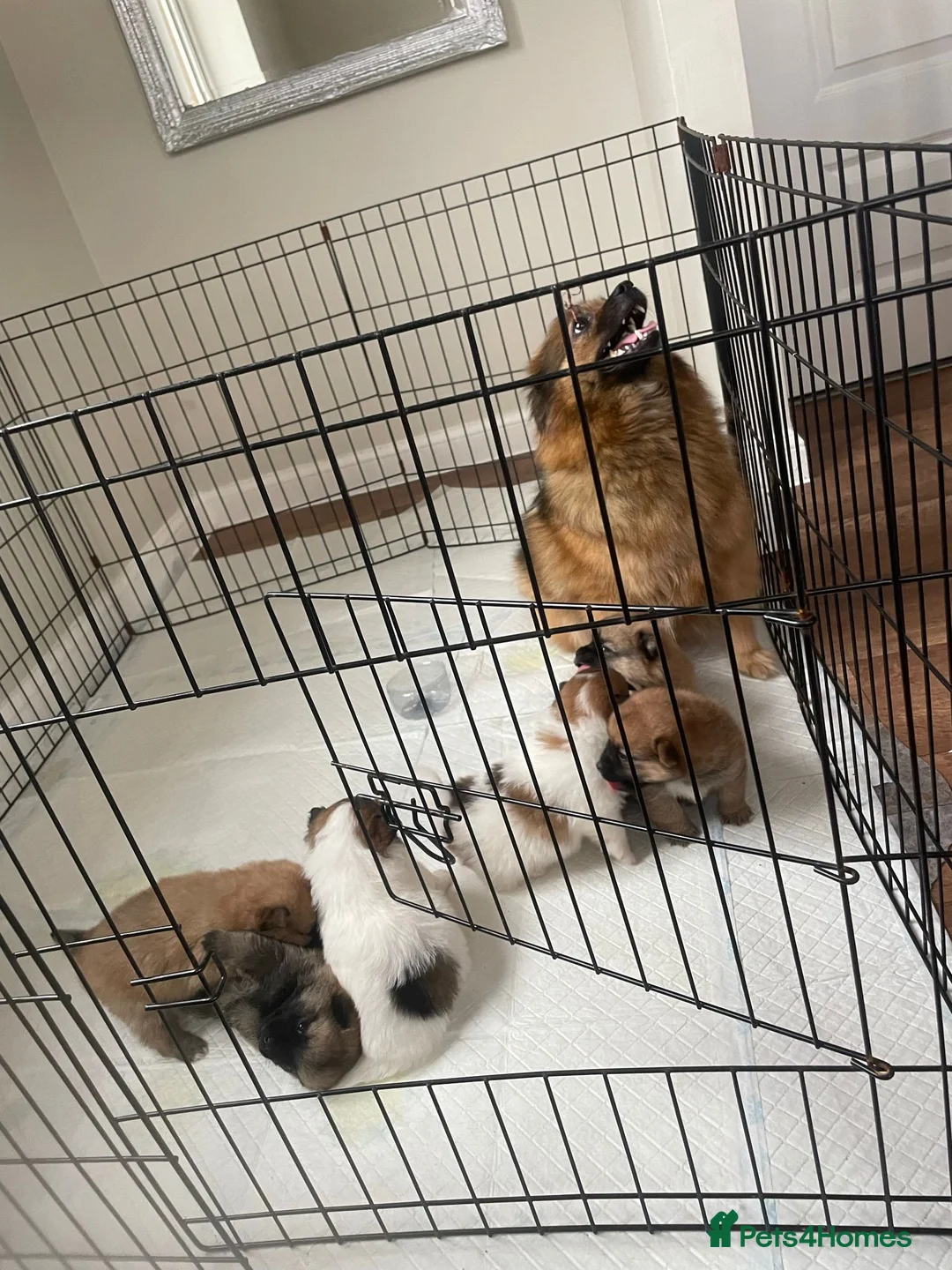 Mixed Breed dogs for sale: Pomeranian/ Aussie poms  - Advert 3