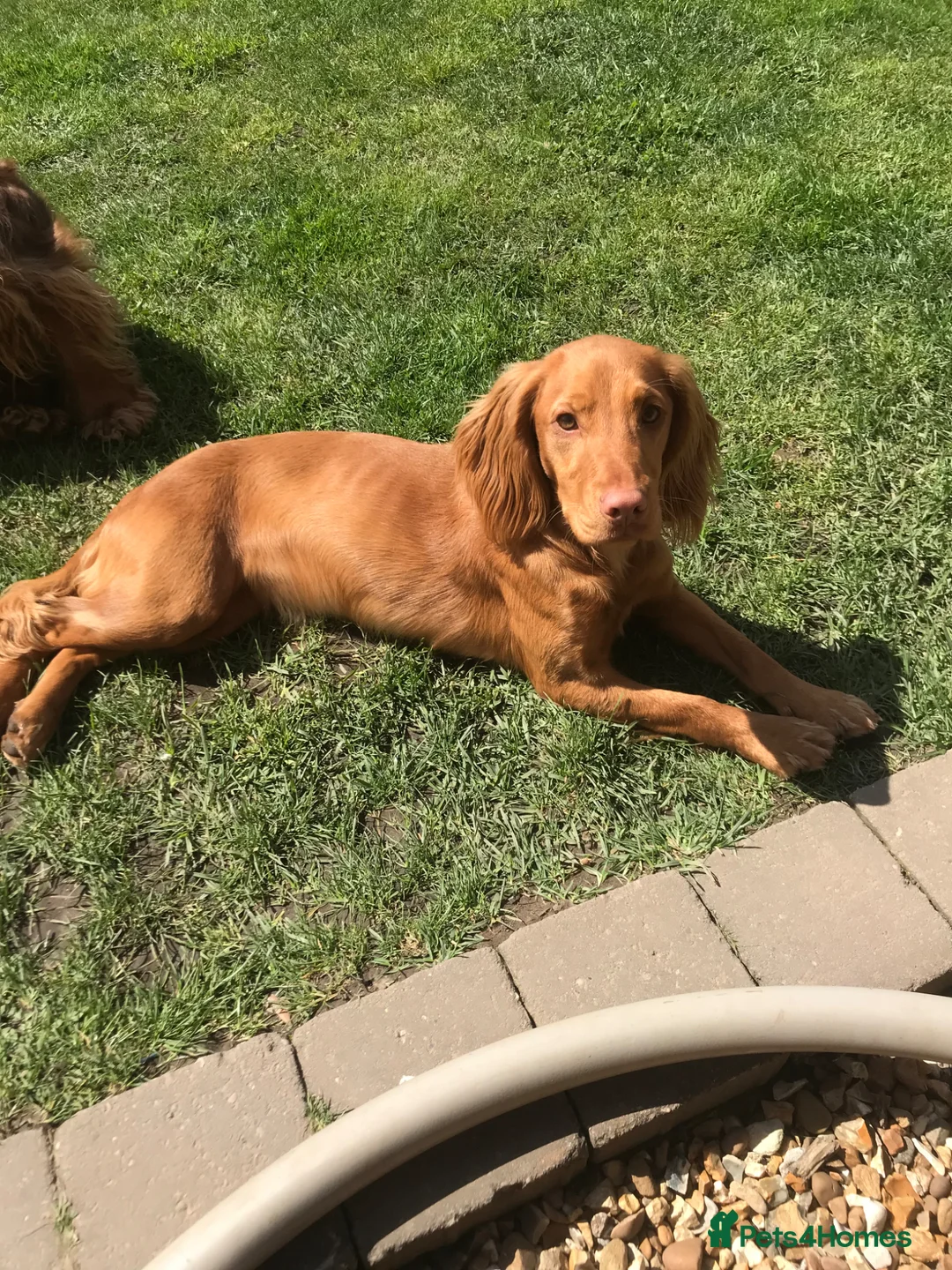 Cocker Spaniel dogs for sale: Amazing chunky  beautiful puppies KC reg  - Advert 30