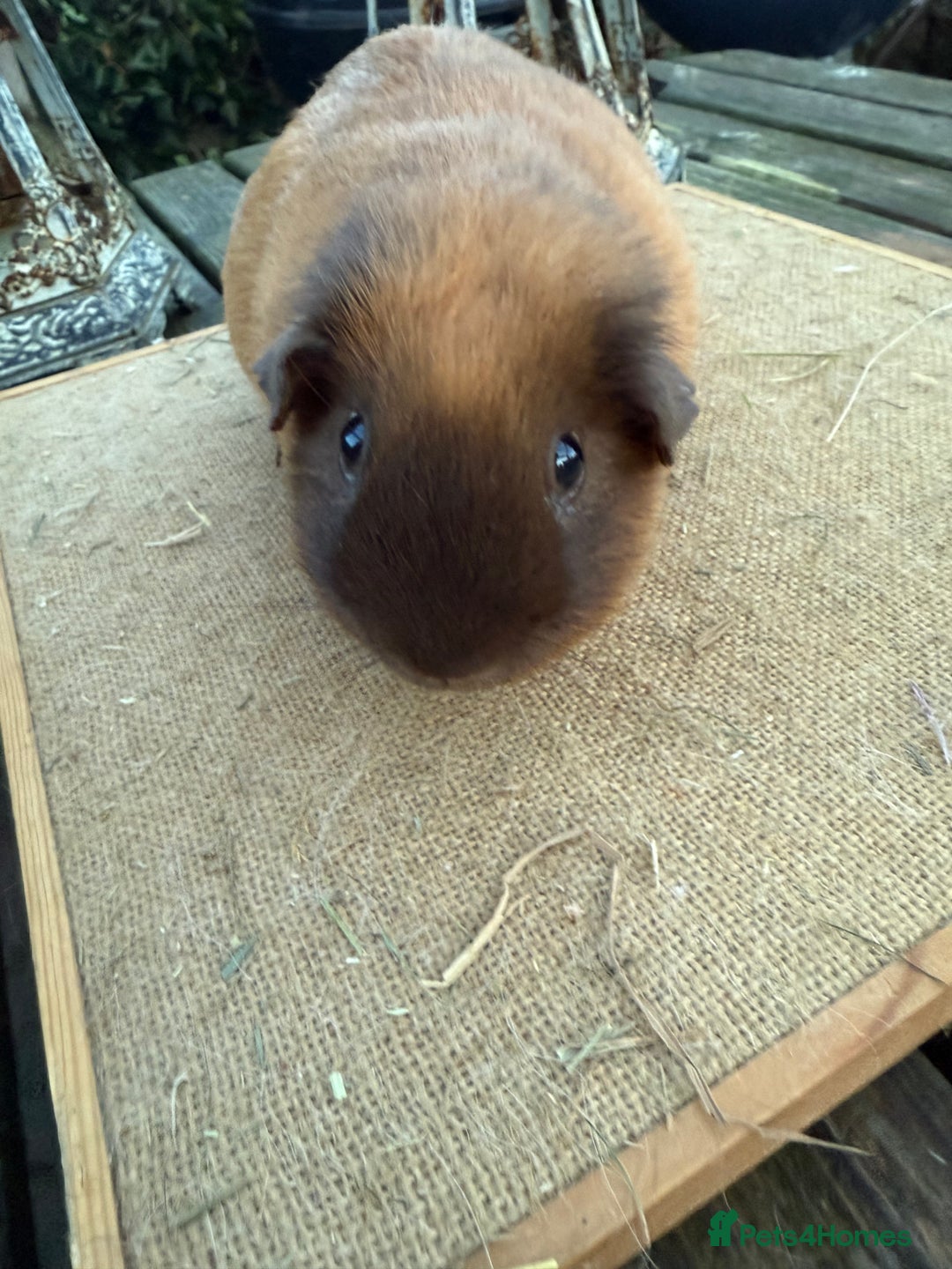 Guinea Pig rodents for sale: Pure bred California & Swiss guineapigs  - Advert 6