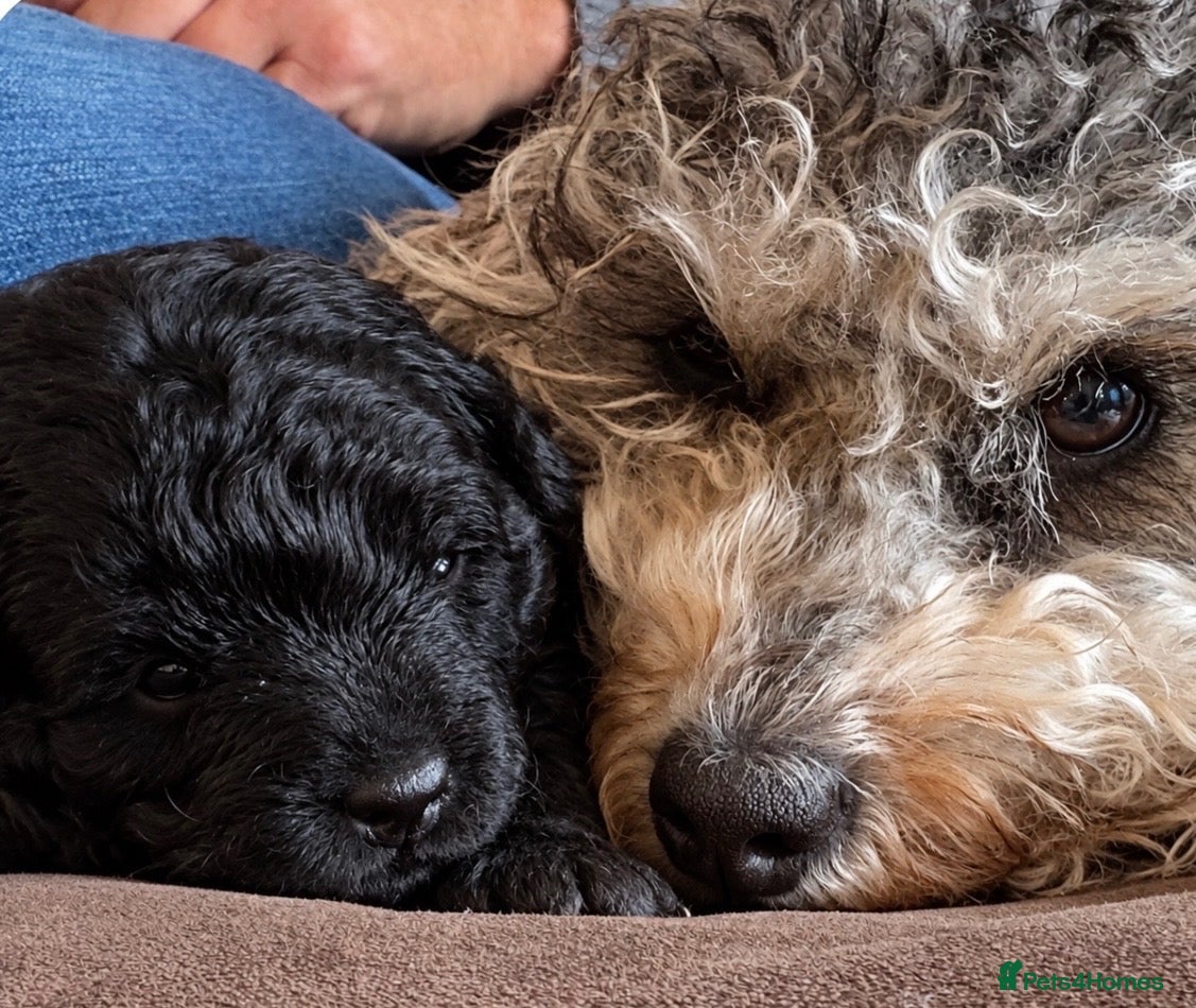 Jackapoo dogs 🐾 Beautiful F1B Jackapoo Boy – Home Reared - Advert 9