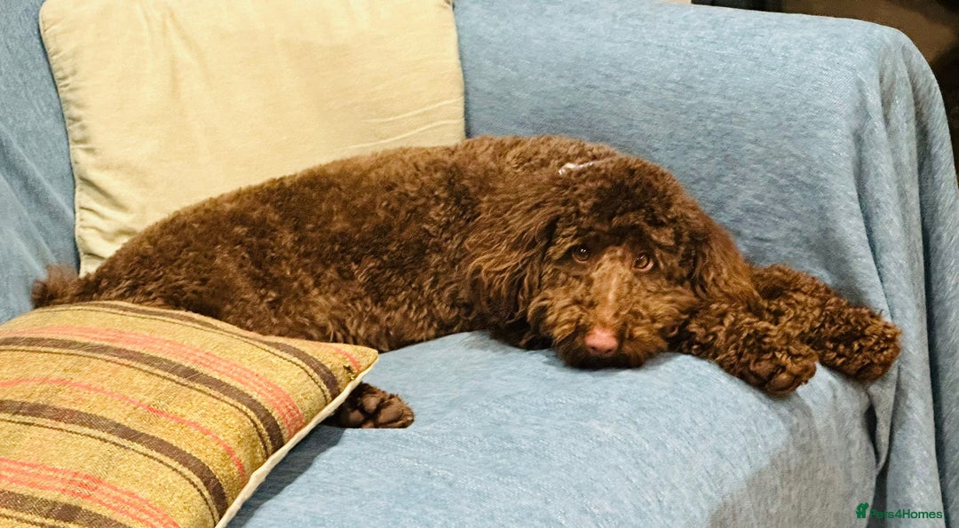 Labradoodle dogs for sale:  Mini toy labradoodle needing a new home  - Image 27