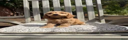 Cockapoo dogs for sale: Beautiful Litter of F1 Cockapoo Puppies - Advert 6