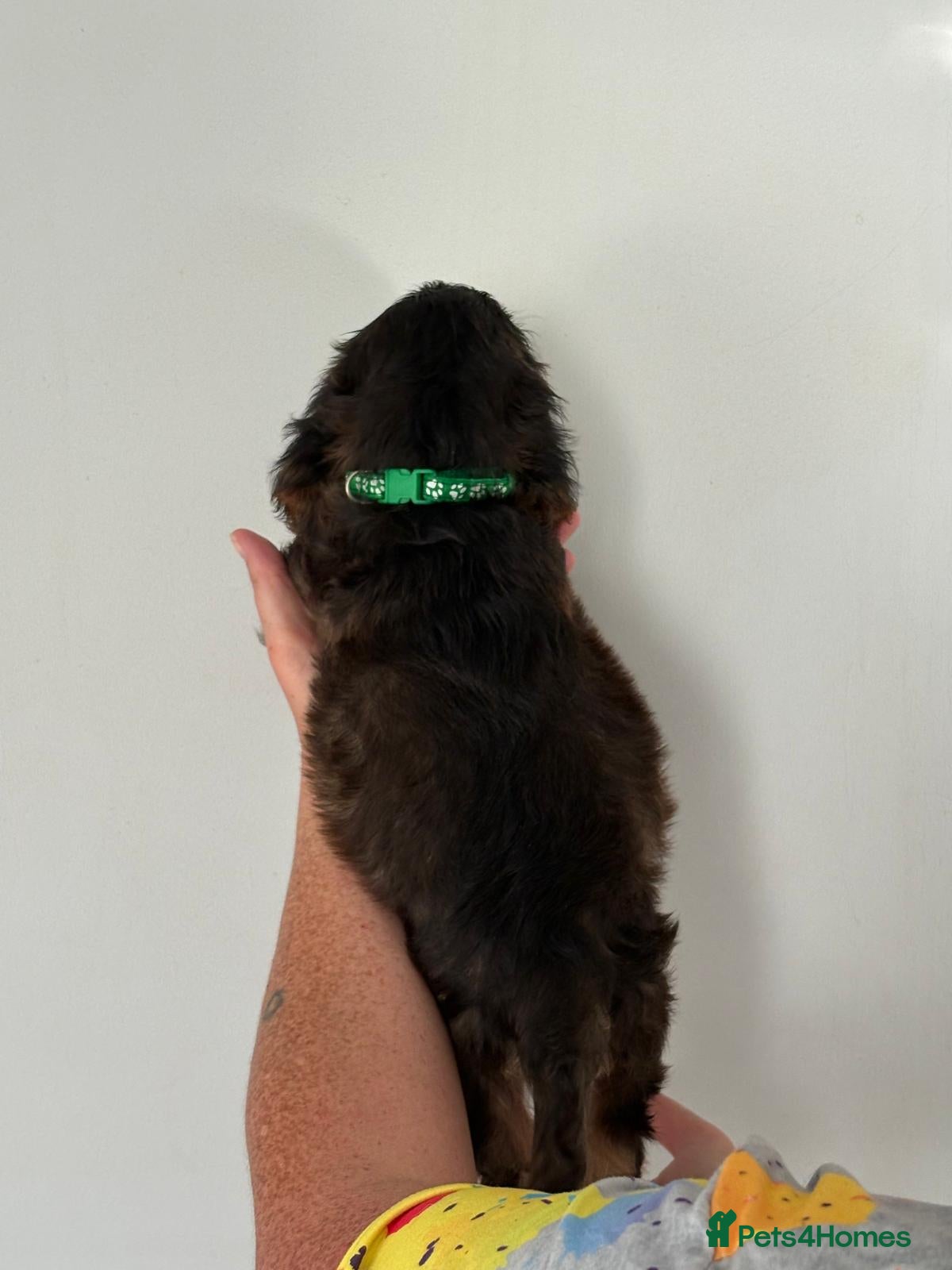 Cocker Spaniel dogs for sale: Show cocker spaniels - Advert 4