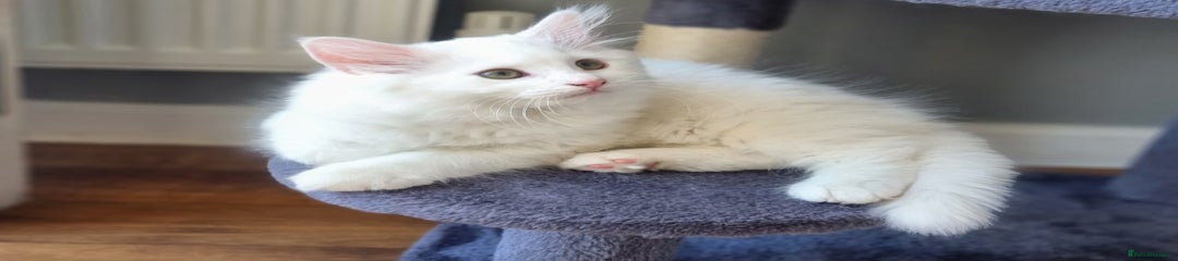 Mixed Breed Kitten 2