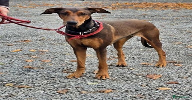 Mixed Breed dogs BEAUTIFUL BONNIE  - Advert 10