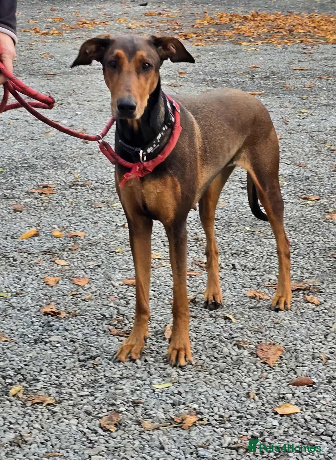 Mixed Breed dogs for adoption: BEAUTIFUL BONNIE  - Image 2