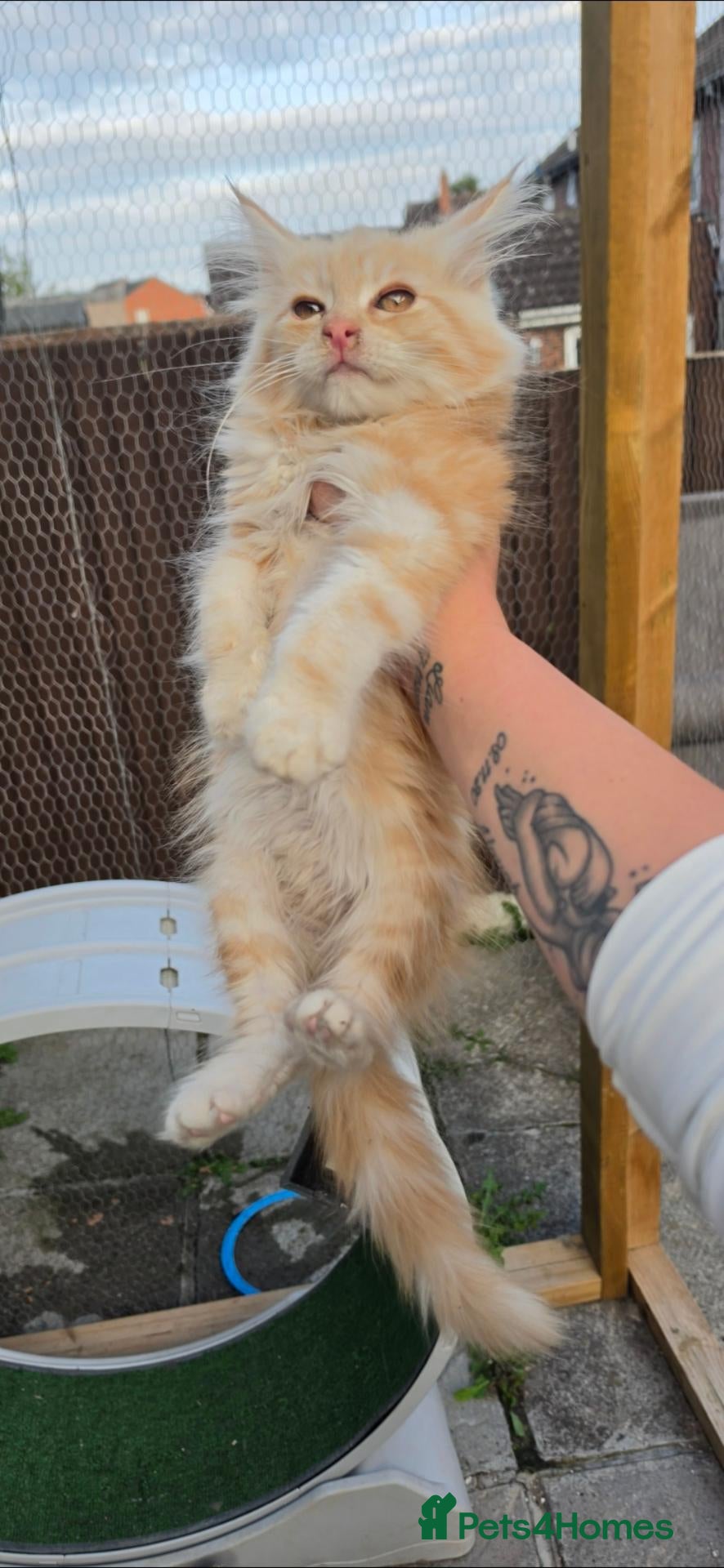 Maine Coon cats Last cream tica mainecoon boy - Advert 9