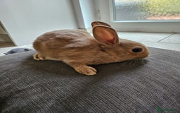 Mixed Breed rabbits for sale: Baby Bunnies Looking For New Homes - Image 10
