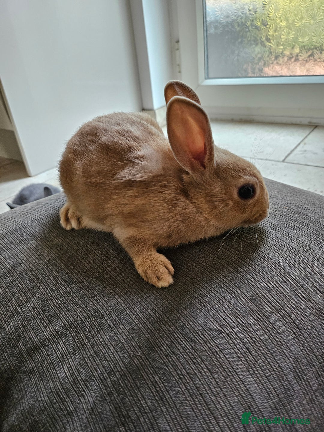 Mixed Breed rabbits for sale: Baby Bunnies Looking For New Homes - Image 10