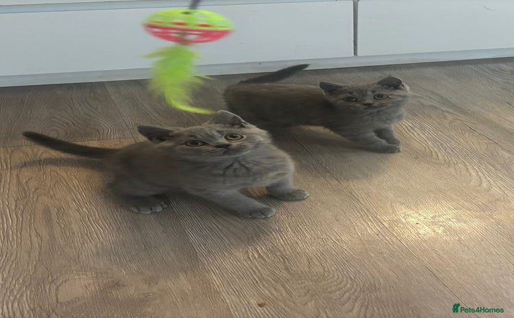 British Shorthair cats - Advert 4