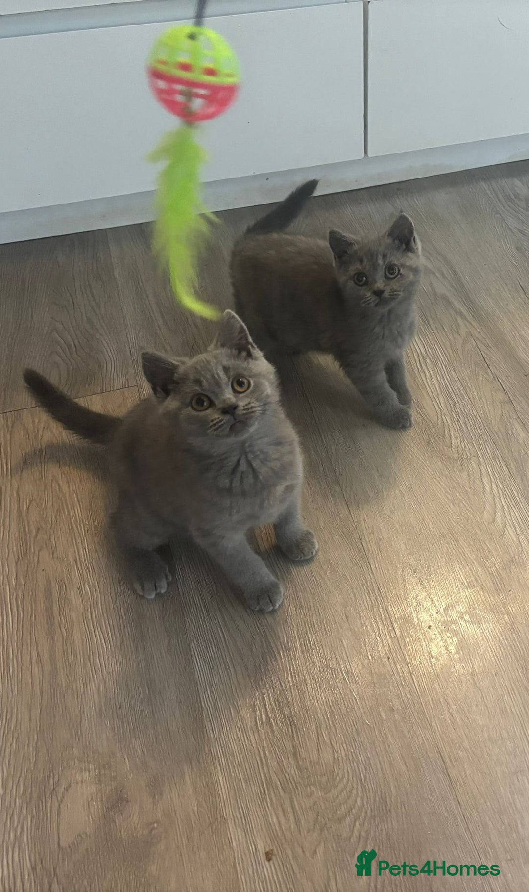 British Shorthair cats for sale: BSH Chunky Girl & Boy GCCF Registered  - Image 1