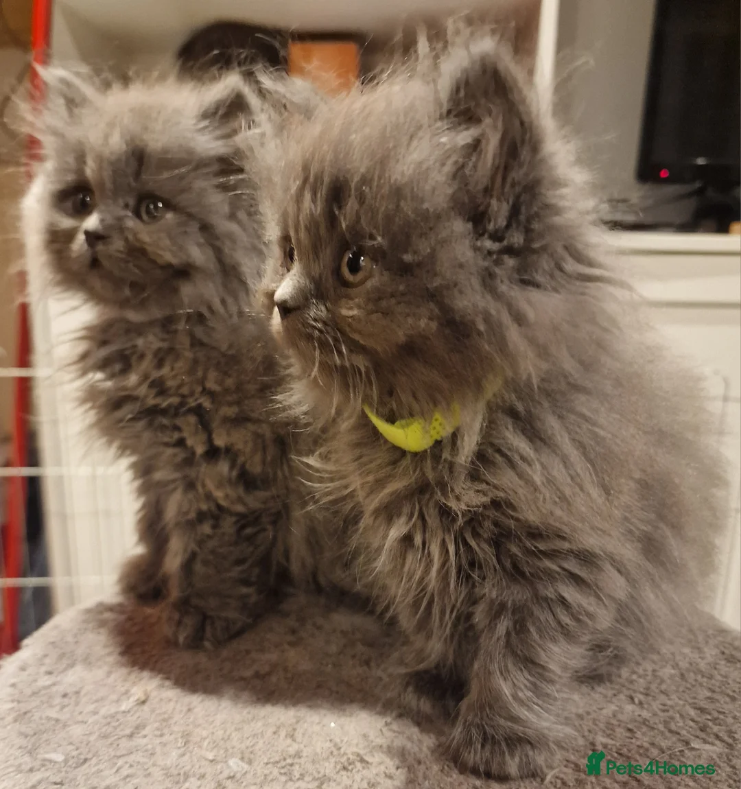 British Longhair cats for sale:  Gorgeous British Blue longhair kittens - Advert 3