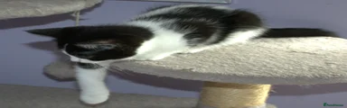Millie