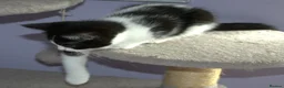 Mixed Breed cats for sale: Ragdoll mix kittens - Advert 9