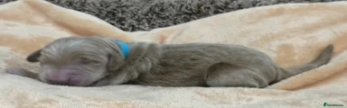 Double Doodle Puppy 6 - light blue collar 