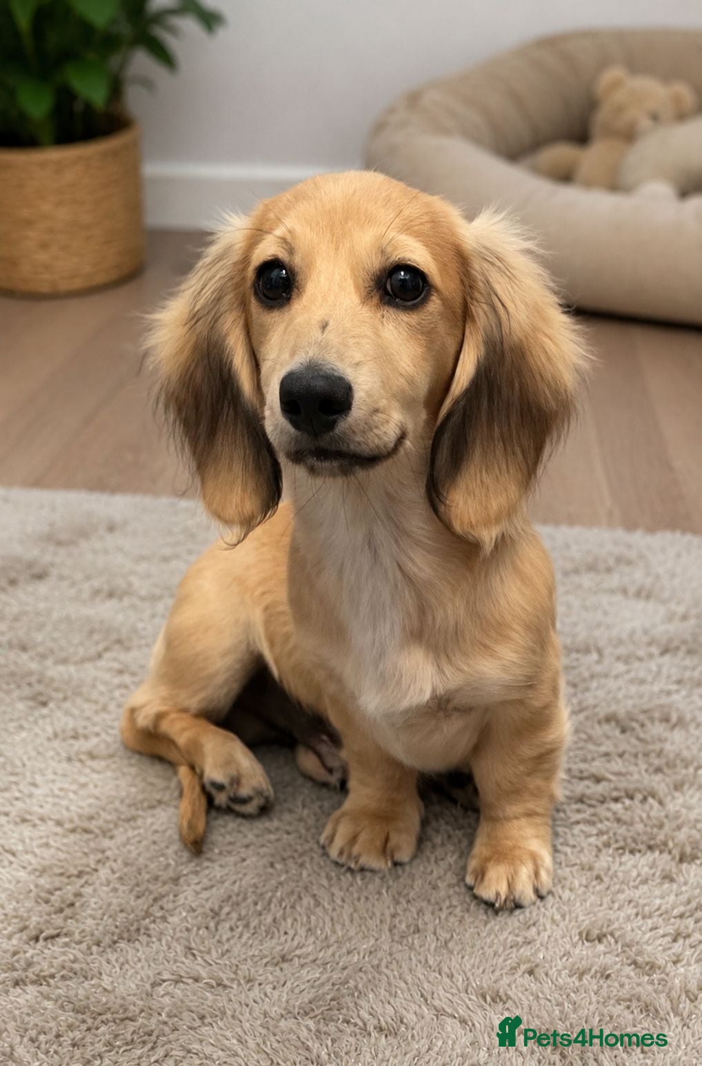 Miniature Dachshund dogs Beautiful longhaired cream mini dachshund - Advert 1