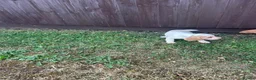 Cocker Spaniel dogs for sale: Cocker puppies - Advert 9