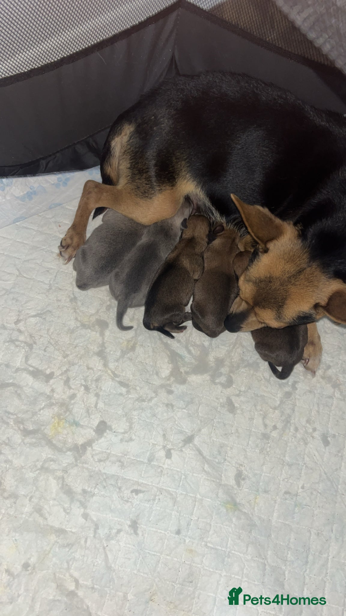 Pomchi dogs POMCHIS - Advert 1