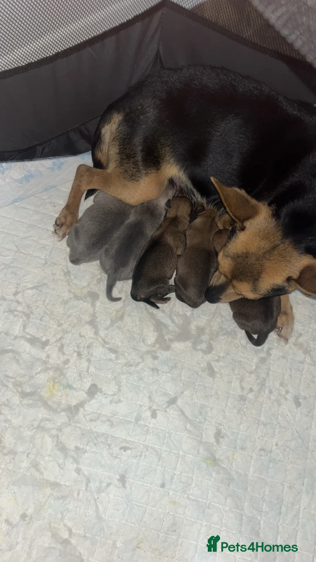 Pomchi dogs for sale: POMCHIS - Advert 1