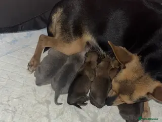 Pomchi dogs POMCHIS - Advert 1