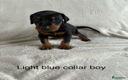 Dobermann dogs for sale: Beautiful European KC reg Doberman Puppies - Image 18