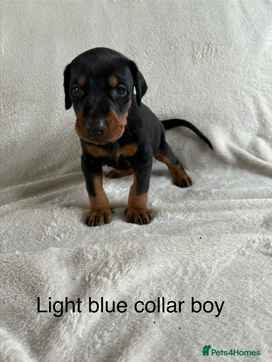 Dobermann dogs for sale: Beautiful European KC reg Doberman Puppies - Image 18