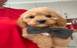 Cavapoo dogs for sale: Real Life Teddy Bears, Cavapoo babies  - Image 1
