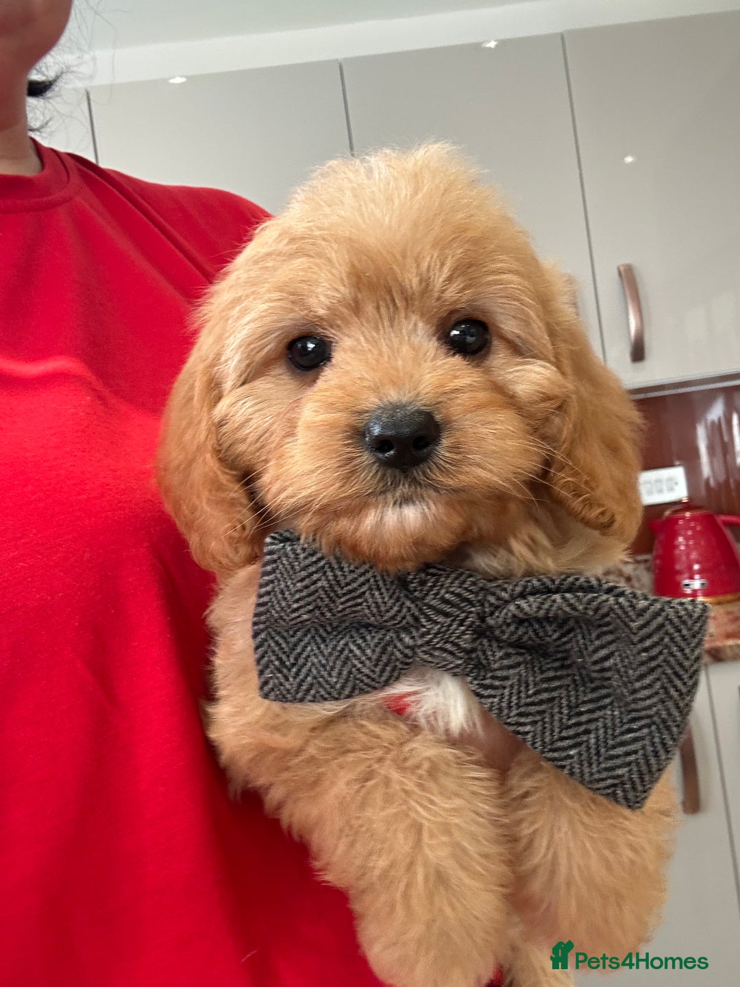 Cavapoo dogs for sale: Real Life Teddy Bears, Cavapoo babies  - Image 1