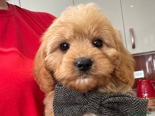 Cavapoo dogs - Advert 1