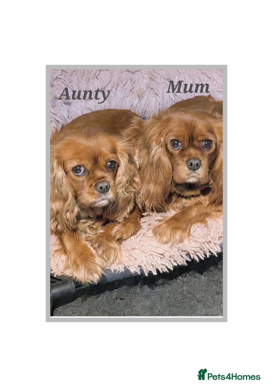 Cavalier King Charles Spaniel dogs for sale: Ruby boy available - fully vaccinated - Advert 10