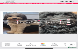 Mixed Breed dogs for sale: Stunning Cockerpoo/Bernadoodle ready on 12/11/25 - Image 15