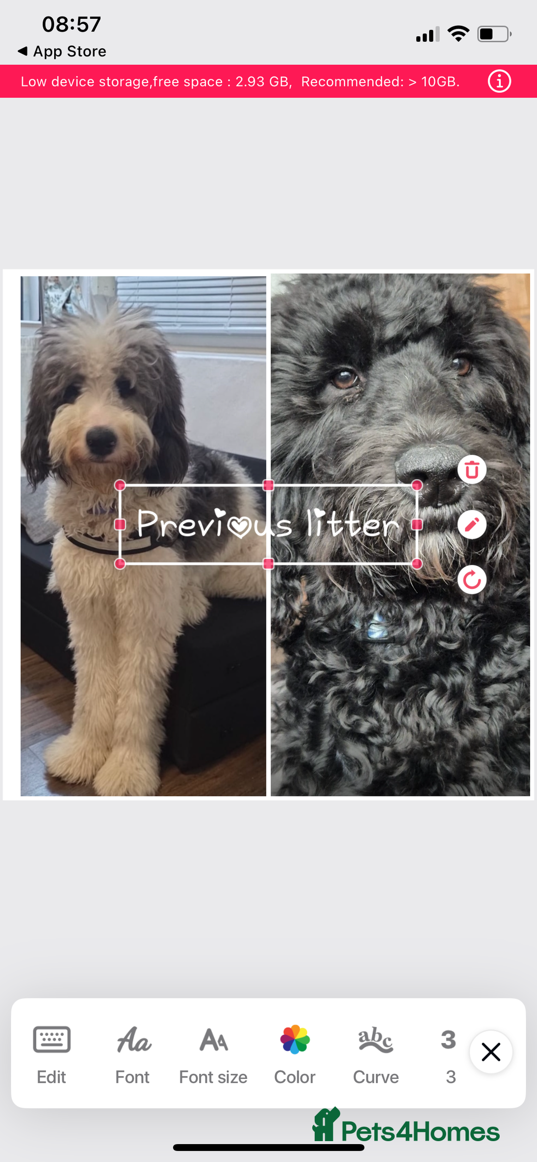 Mixed Breed dogs for sale: Stunning Cockerpoo/Bernadoodle ready on 12/11/25 - Image 15