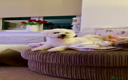Bichon Frise dogs for sale: Male Bichon for Sale - Image 1