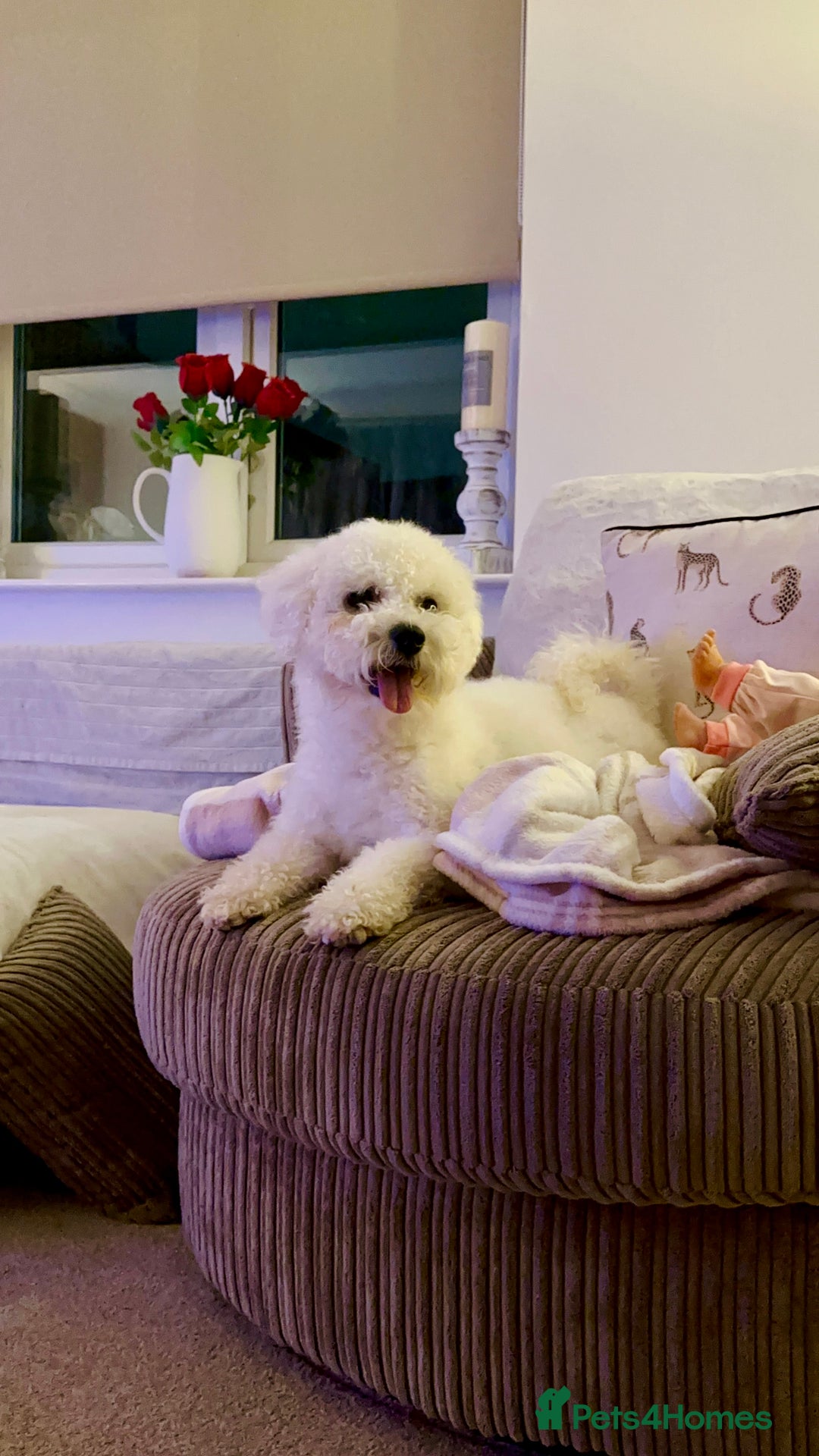 Bichon Frise dogs for sale: Male Bichon for Sale - Image 1